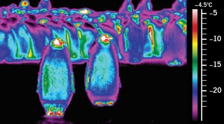 Thermal image of Emperor Penguins