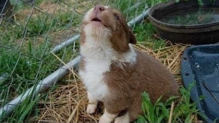 Puppy Learning to Howl