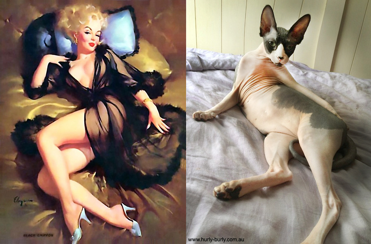 In a similar vein, the site Cats That Look Like Pin Up Girls showcases cats in matching s...