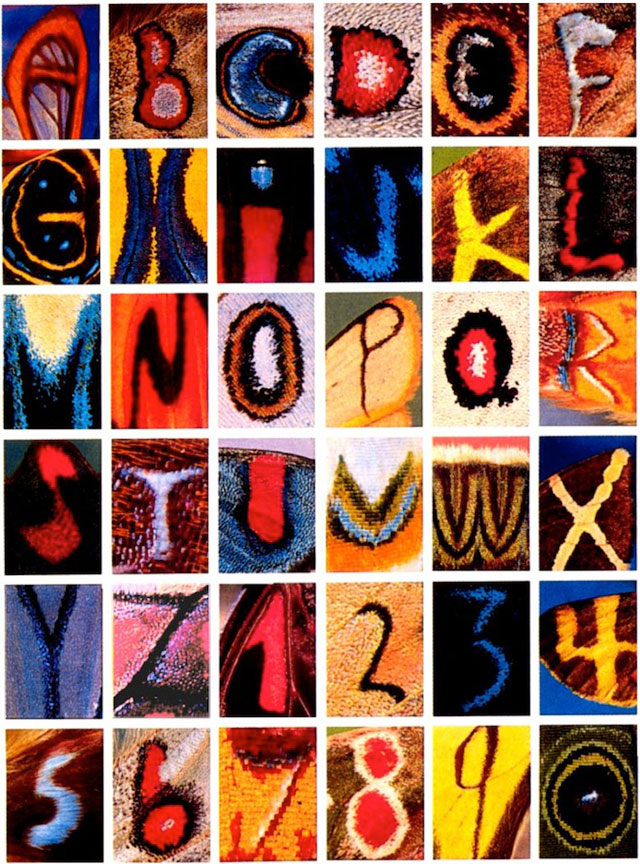 Butterfly Alphabet