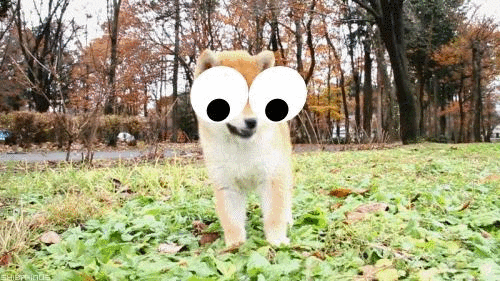 Googlyify, A Tool for Adding Animated Googly Eyes to GIFs