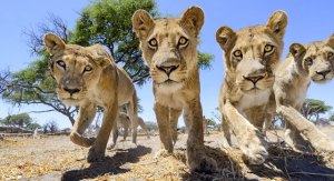 Close-up Photos of Lions by Chris McLennan