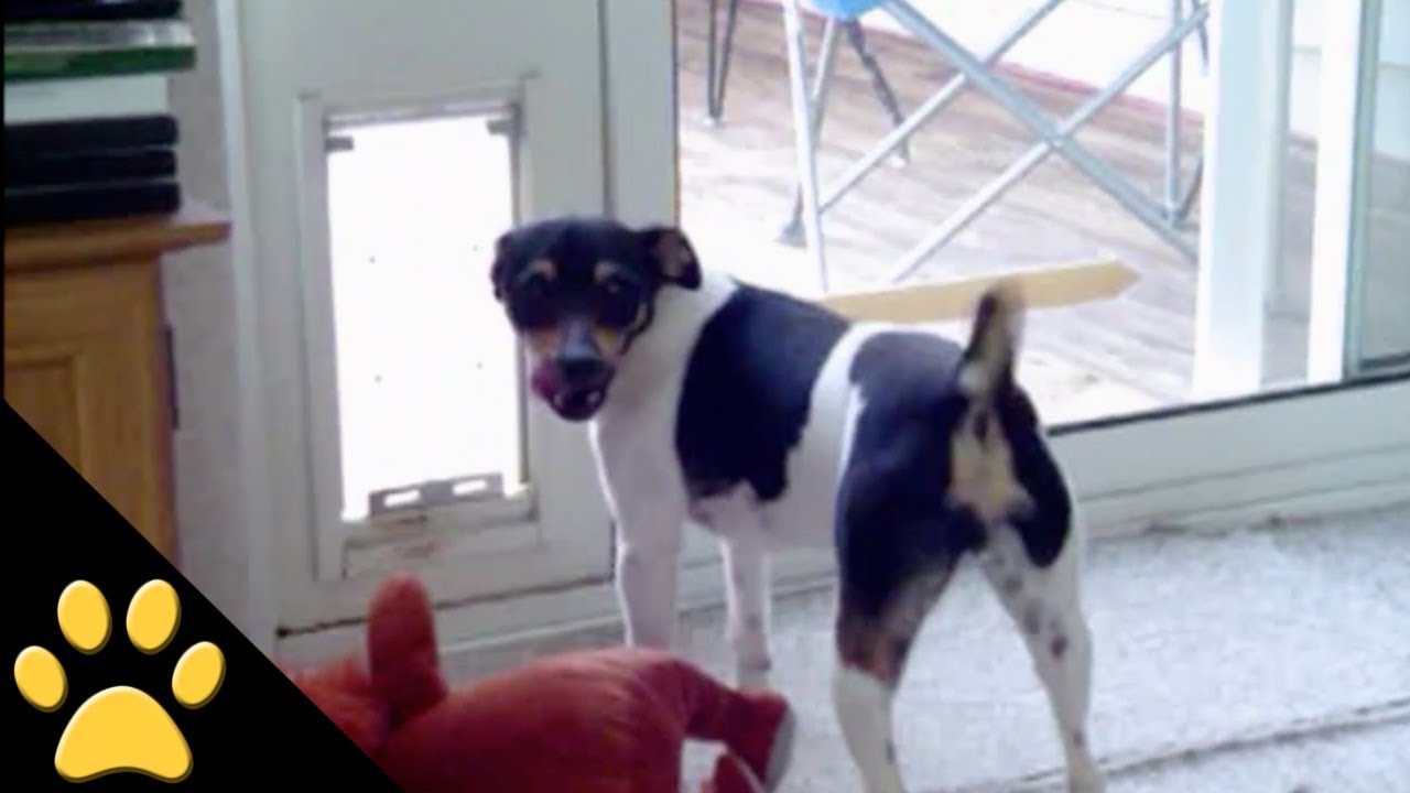 Little Dog Has a Tough Time Pushing His Stuffed Animal Through a Doggie