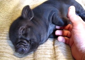 Cute Mini Pig Loves Getting a Belly Rub While Lying in Bed