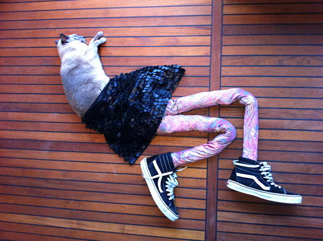 Cats Wearing Tights