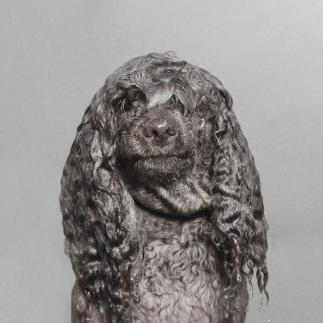 Wet Dog, An Imaginative Photo Series Showing What Dogs Look Like During