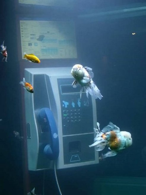 Phone Booth Fish Aquariums