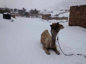Camel in Cairo Snow