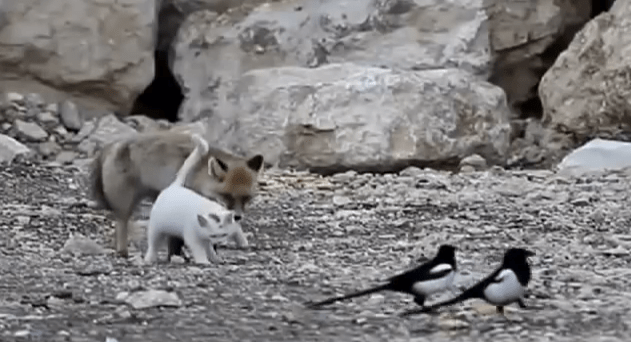 Best Friends Cat and Fox