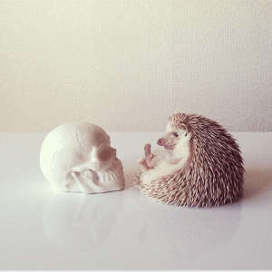 Darcy the Flying Hedgehog and Skull