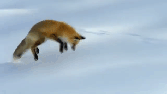 Fox Diving Into Snow