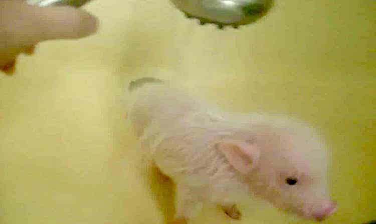 Piglet Gets Shower