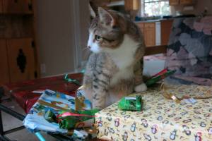 Quirky the Blind Kitten's Xmas