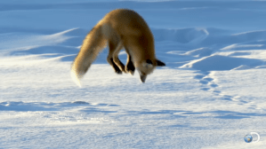 Red Fox Dives Into Snow