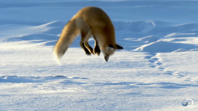 Red Fox Dives Into Snow