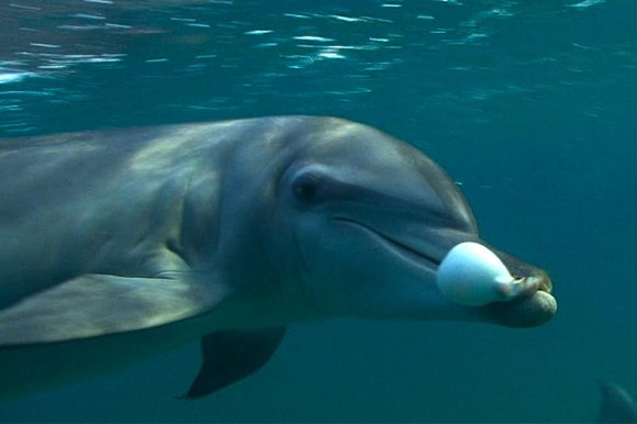 Dolphins Apparently Get High on Poisonous Pufferfish
