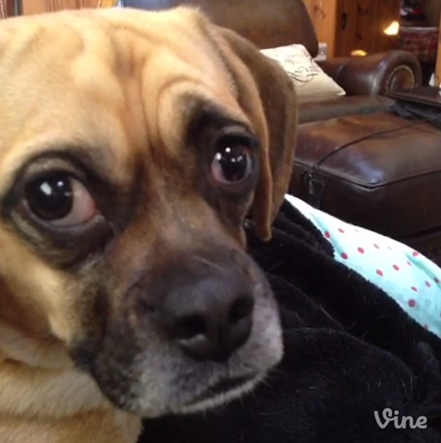 Jaxon the Dog Is Surprised After Being Told He Is a Dog