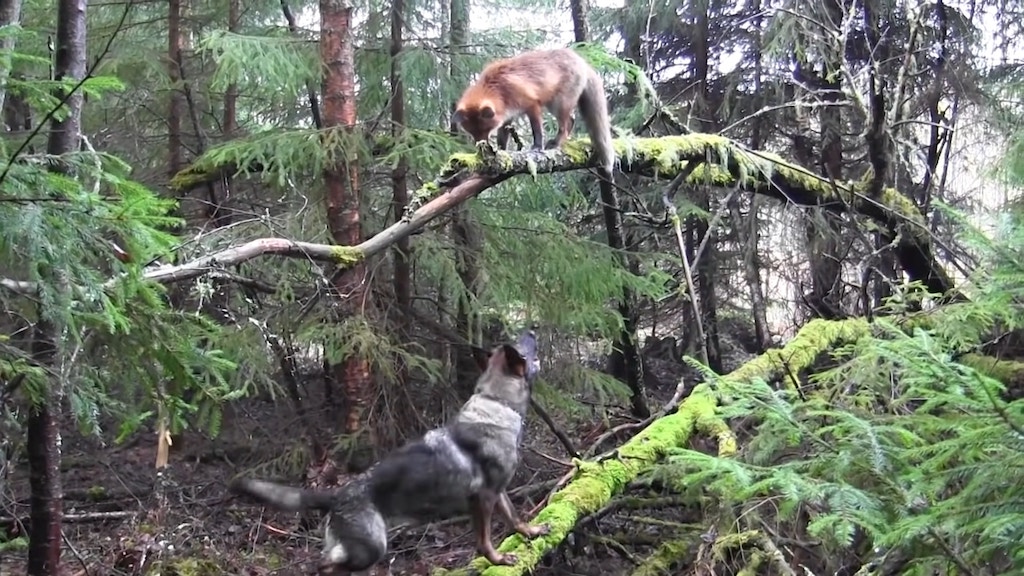 Sniffer and Tinni, The Story of Friendship Between A Fox and A Dog