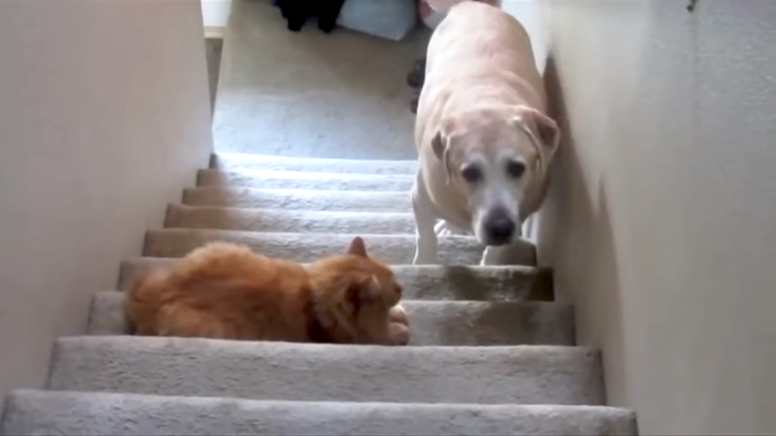 A Compilation of Dogs Afraid to Cross the Path of a Cat