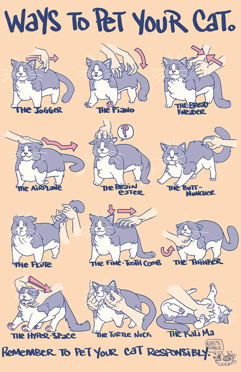 Ways to Pet Your Cat