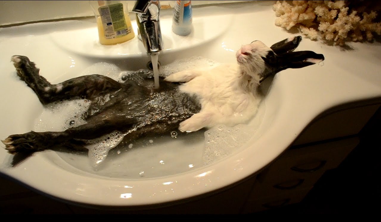 Cloody the Bunny Takes A Bath.