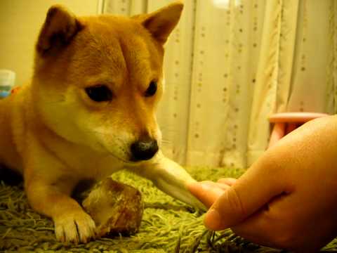 Grumpy Shiba Inu Reluctantly Gives Up Its Bone