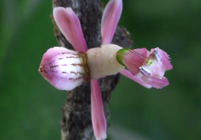 Orchid Mantis Hides In Plain Sight Like a Deadly Flower