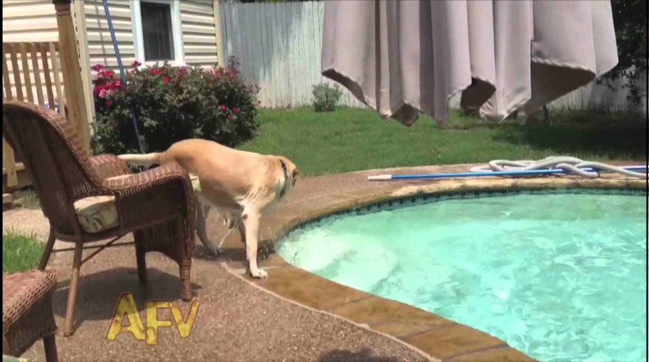 Puppy Rides a Dog Across a Pool Like a Surfboard