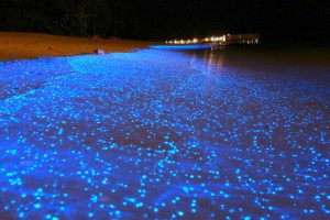 Bioluminescent organims on a beach in the Maldives
