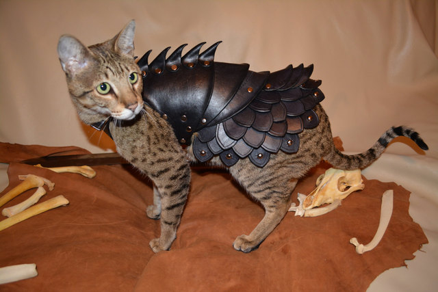 Cat Battle Armor