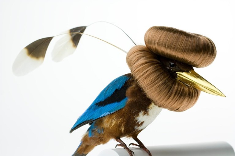 Bizarrely Augmented Taxidermy Bird Sculptures