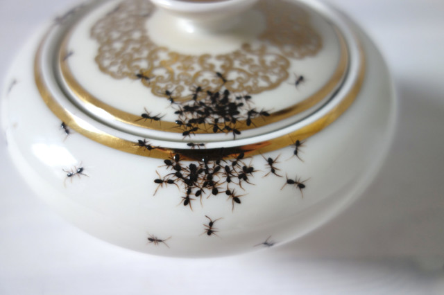 Vintage Covered Dish Crawling with Ants