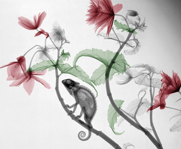 X-Ray Photos of Nature