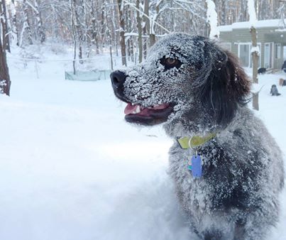 Happy Canine Campers Romp Around in Polar Vortex Snow at 