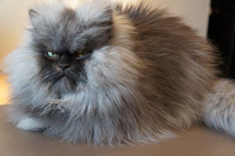 Colonel Meow (2011-2014)