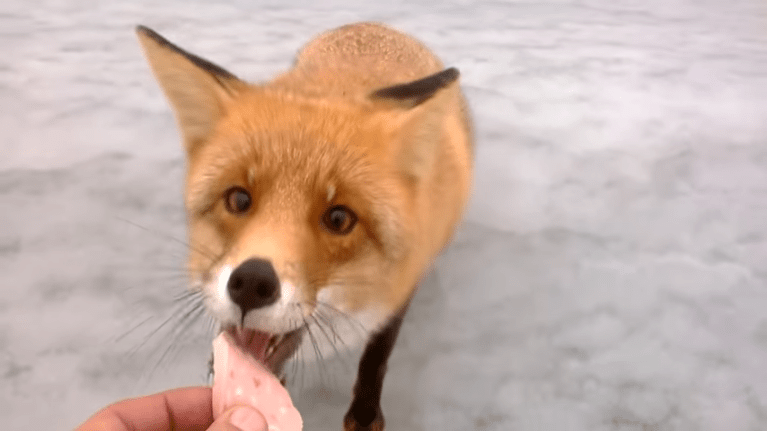 Fishermen Feed Fox