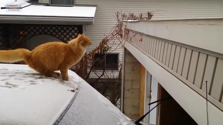 Funny Cat Jump Fail