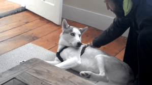 Husky Refuses to Go Into Kennel
