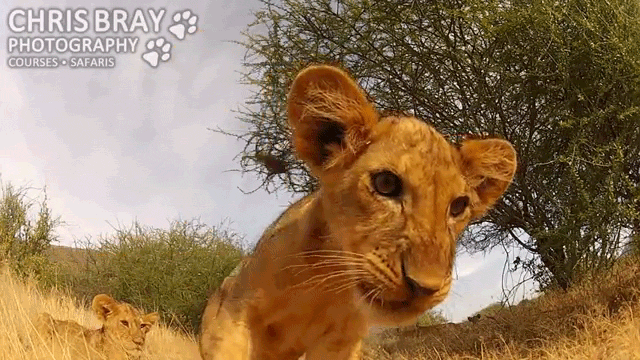 Lion Cub Growls at GoPro