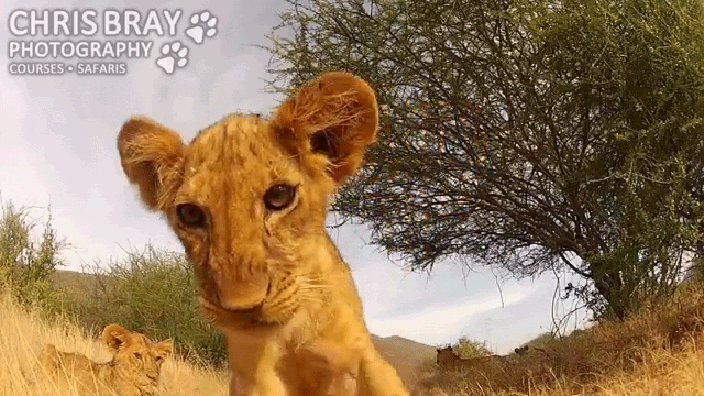 Lion Cub with GoPro