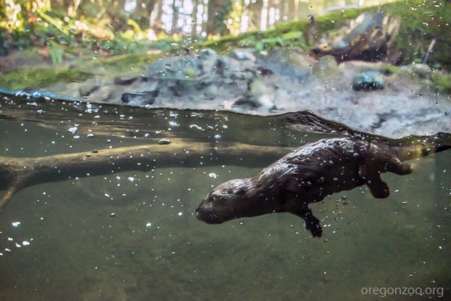River Otter Ziggy Learning to Swim
