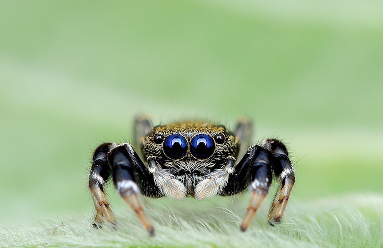 Spider Stare