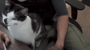 Working From Home With Cats