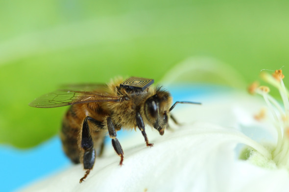 Honey Bee Sensor