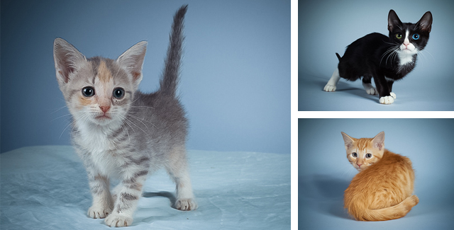 The Kitty Stars of Puppy Bowl X