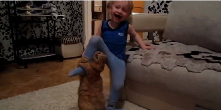 Cats vs Kids