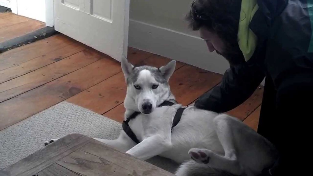Husky Verbally Refuses to Go Into His Kennel
