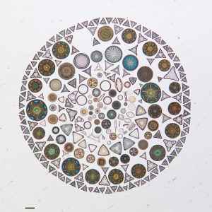 Photos of Artfully Arranged Diatoms