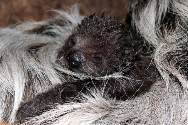 Baby 2-Toed Sloth Holding Tight