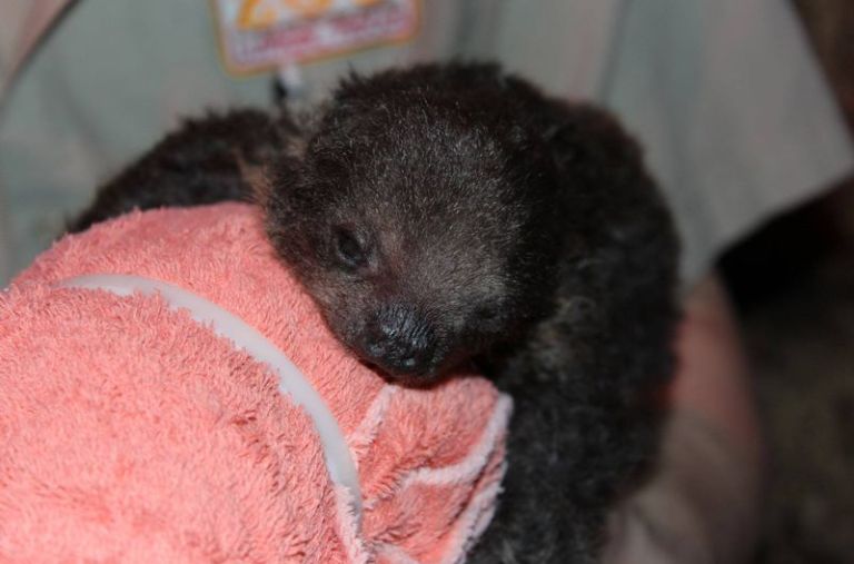 Baby 2-Toed Sloth